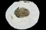 Spiny Scabriscutellum Trilobite - Foum Zguid, Morocco #108753-2